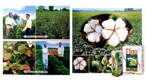 Nirman Agri Genetics